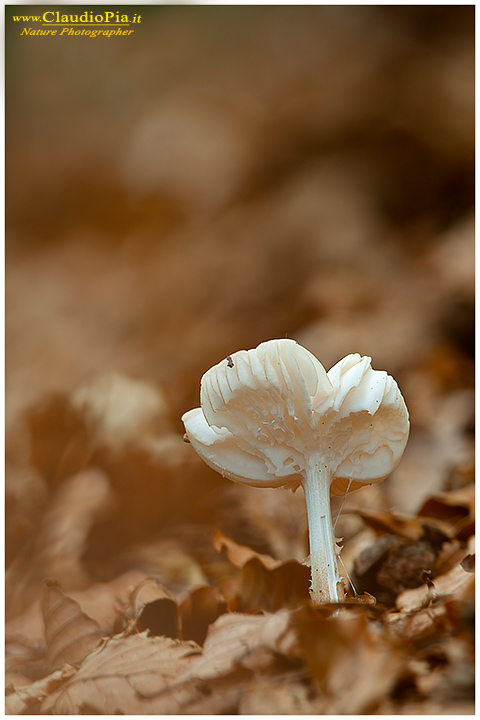 Funghi, toadstools, fungi, fungus, val d'Aveto, Nature photography, macrofotografia, fotografia naturalistica, close-up, mushrooms